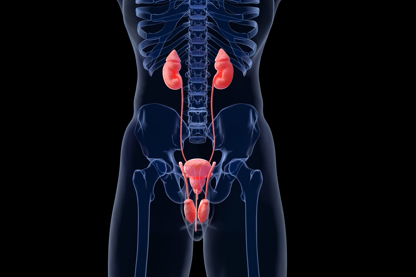 Prostate Health: Importance, Symptoms, and Treatment